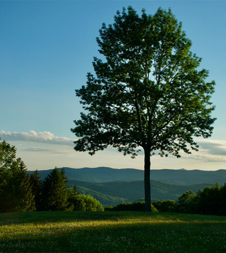 Tree with a Mountain View