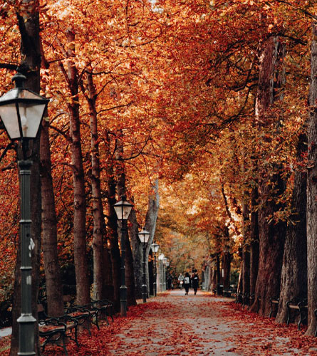 Fall Photo of a Walkway